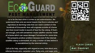 Ant Control by EcoGuard Pest Management