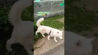 #husky pet lover#Lo Dekho Mafia 👑 #husky love#love