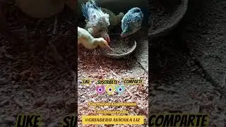 Carracos #patos #egg #animals #plumas #aves #huevos #costarica #chicken #pollo #gallinas #gallos