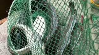 Fresh Tilapia and Hito/BRB Latian Opening/mommygi jocelyn gonzales