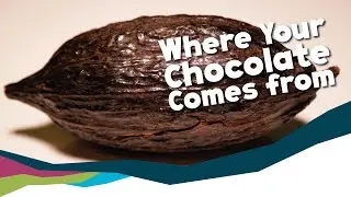 Where Your Chocolate Comes From