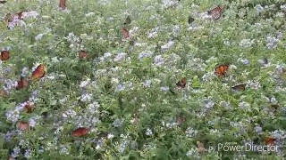 Monarch Butterflies on Giant Mistflower