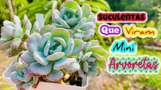 SUCULENTAS que se TRANSFORMAM EM MINI ARVORETAS