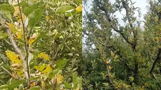 Alternaria leaf blotch | Necrotic leaf blotch | Yellow Leaves | Small fruit Size | Spray before Rain
