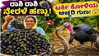 ಕಾಡು ನೇರಳೆ ಹಣ್ಣು ಎಸ್ಟೊಂದು ಸಿಹಿ |Turkey bird Swallows the snakes
