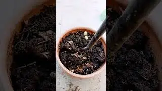 preparing soil #music #song #newsong #shiv