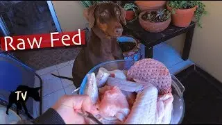 Doberman eats Raw Turkey Wing