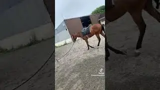 Puppy Leads Horse 🐴