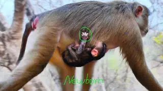 Congrats for  Big monkey Stella get her second baby  Hybrid Newborn baby looks so adorable