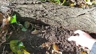 cloned through ground layering