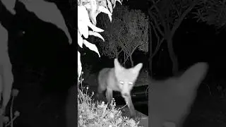 Fox cub, close up on night vision camera