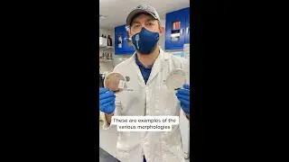 Learn about mycelium with Zolton from the Fungi Perfecti&reg; R&D Team!