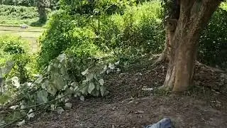 Cutting jungle for palm oil plantation