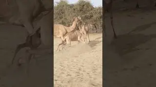 camel beautiful video #camel #wildlife #animals