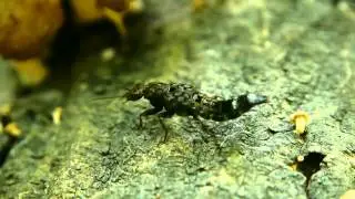 キノコに来たサビハネカクシ Ontholestes gracilis