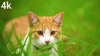 World cat information nature 1