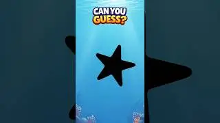 Guess the Sea Animal Shadow  | Fun Kids Short | Five Arms?! Starfish Reveal!