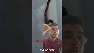 COBRA DO CAPIM AMASSANDO UMA PERERECA! #education #snake #cobra #animais #bichoesperto