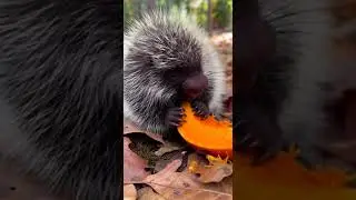 Cute Baby Porcupine (Porcupette) #cuteanimals #porcupines #shorts