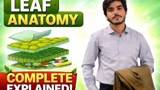 Leaf As an Organ | Leaf Anotmy 