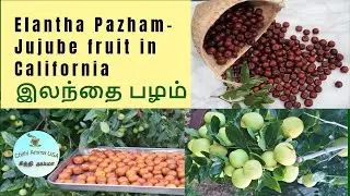 My USA Garden Ilantha Pazham|Jujube fruit|இலந்தை பழம்|Ber|Health Benefits of Jujube|Elantha Pazham