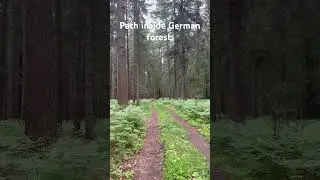 Path inside German forest #germany #nature #hiking #outdoor #discover #path #beautiful #explore