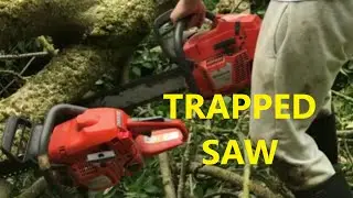 releasing a trapped saw cutting up a fallen 30 foot ash tree with 2PurpleSwitchs