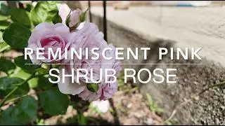 Introduction to Rose Varieties：Reminiscent Pink｜Pheno Geno ｜Shrub｜Rosa ｜ Floribunda ｜Serbian rose