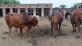 خطرناک بیماری||جانوروں کی ہلاکت|| #trending #viral #farming #bachrafarming 