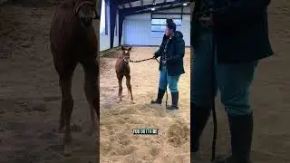 Starting the halter breaking process with my foals! 🐴 Building trust, patience, and confidence