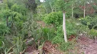 Gera&ccedil;&atilde;o Agrofloresta