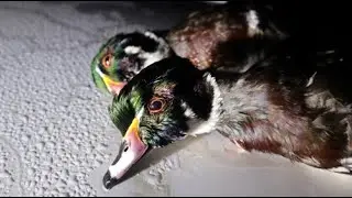 Michigan Duck Hunting 2021 | Wood Duck Beatdown