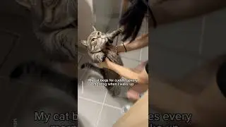 My cat&rsquo;s morning greeting🤗 #shorts #cat #funny