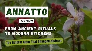 The Secret Behind Annatto | The Natural Color That Changed History