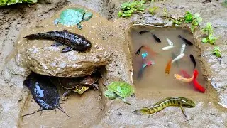 Tangkap Kura-kura lucu, ikan cupang warna-warni, Cari ikan-ikan hias kecil, ikan koi, lele_film ikan