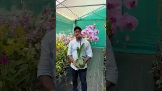 Orchid Plants 💐🪻🪻 #flower