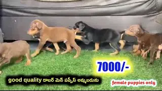 Good quality Doberman puppies for sale in telugu/ 81792 31142 /aj pets 