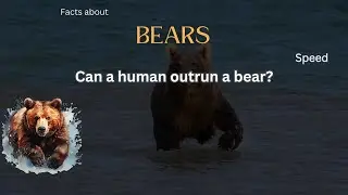 Bear Fact 23 - Can a human outrun a bear?
