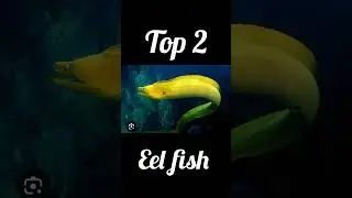 Top 3 unique and best ghost fish #fishlover #fish #ghostfish #bgm #trending # #aquariumworld #shorts
