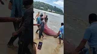Traditional Net Fishing | Down South | Srilanka #travel #srilanka #ocean