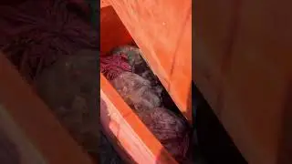 Fishing sonera YouTub