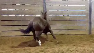 Yearling colt by Dual Smart Rey