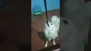 🐕&zwj;🦺Jerry playing video #playingvideo #viral #shorts