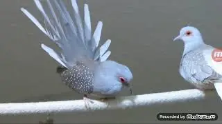 rolinha diamante canto do acasalamento