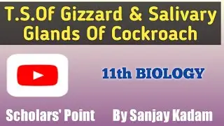 T.S.Of Gizzard & Salivary Glands Of Cockroach | 11th BIO. | Scholars' Point | By Sanjay Kadam