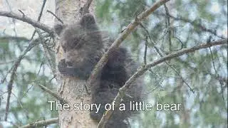 Little bear puppy. Aina.