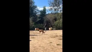 Let's go to the dog's parks!