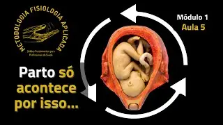 🔁 Homeostasia (Parte 3): Feedback Positivo e o Papel da Ocitocina no Parto 🤰💥