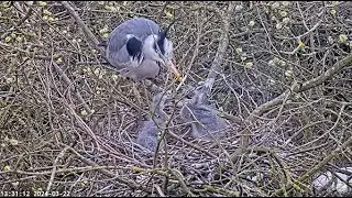 Heronry Livestream 22 03 24