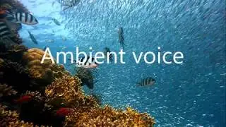 「Ambient voice」